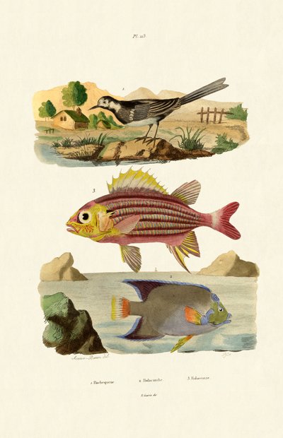 Willy Wagtail, 1833-39 tekijältä French School